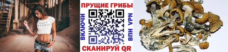 Галлюциногенные грибы Psilocybe  наркошоп  Улан-Удэ 